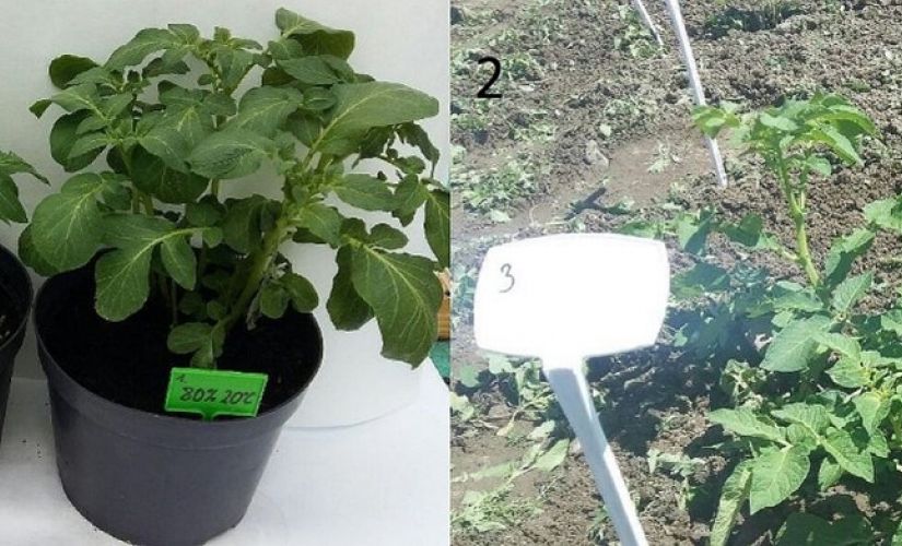 Seed potato cultivation: under laboratory (1) and field (2) conditions