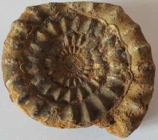 Ammonite from the Jurassic period from France