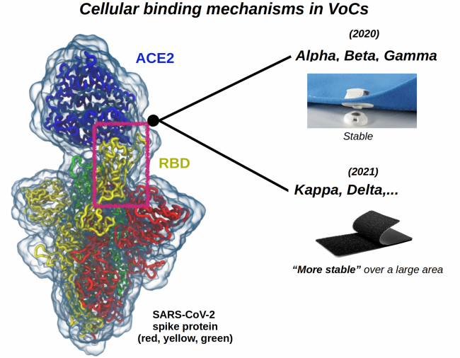 Ilustracja koncepsji opisanej w artykule. Kolorami żółtym, zielonym i czerwonym zaznaczono białko kolczaste, RBD - domena wiążąca receptor białkowy kolca S SARS-CoV-2, ACE2 - receptor umożliwiający wnikanie koronawirusa.