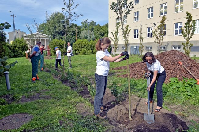 Sadzenie drzew na kampusie PŁ, fot,. Jacek Szabela