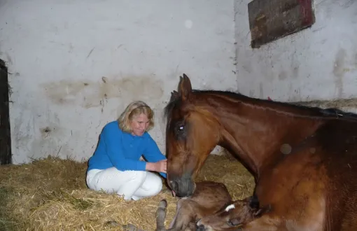 prof. I. Krucińska w stajni klęczy obok źrebaka. Obok leży klacz.