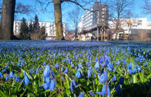 Trawnik Parku im. ks. bpa Michała Klepacza w kampusie PŁ wypełniony fioletowymi cebulicami.