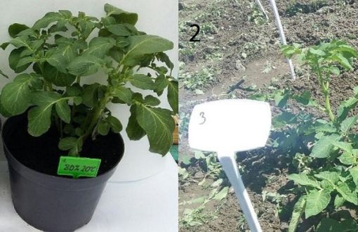 Seed potato cultivation: under laboratory (1) and field (2) conditions