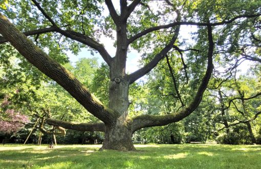 Dąb Fabrykant w Parku im. Klepacza w kampusie PŁ