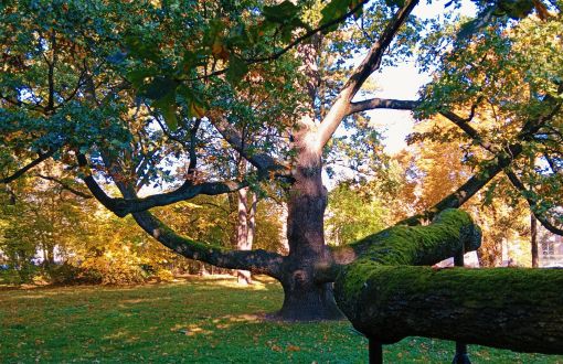 Oak Fabrykant wins The European Tree of the Year 2023 