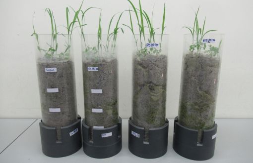 A view of the model soil ecosystems